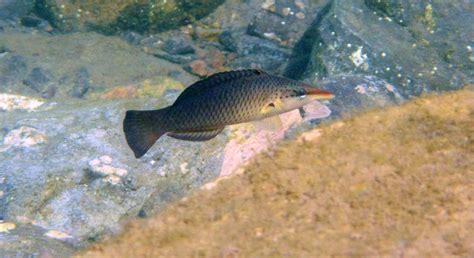 cuckoo wrasse fish