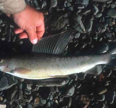 grayling fish