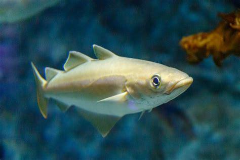pollock fish