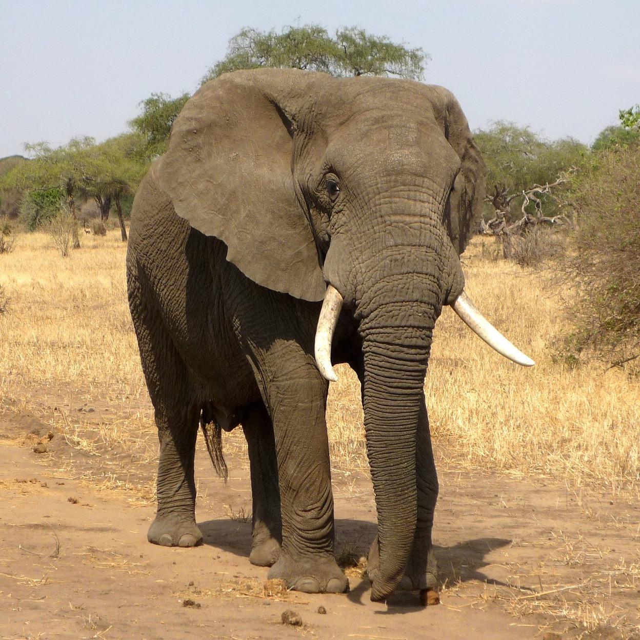 elephant.jpeg