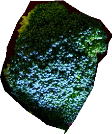 000000056772_segmented_1.png