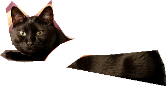 000000372709_segmented_0.png
