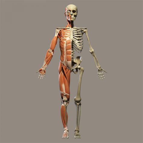 human