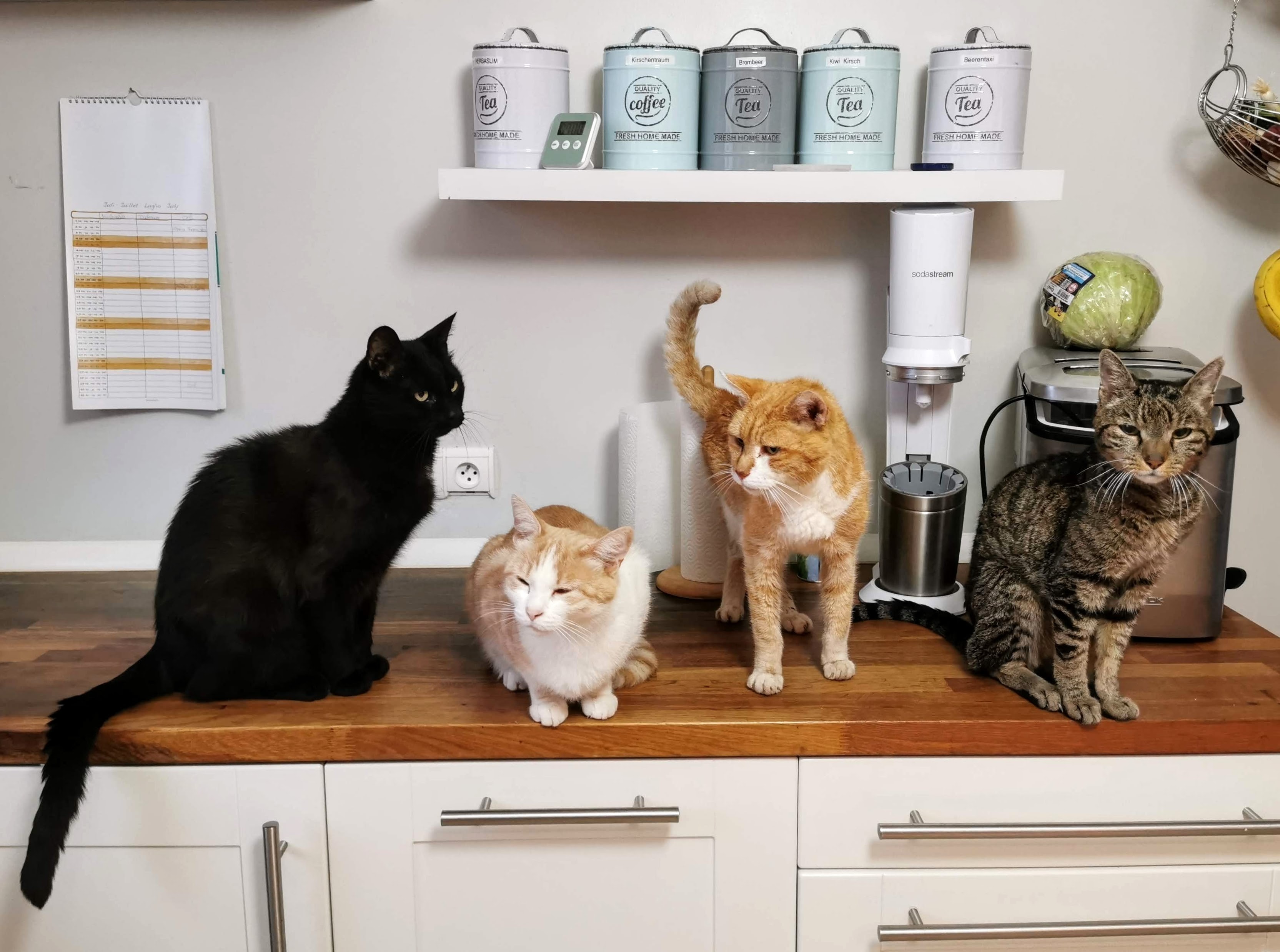 cats-images.jpeg
