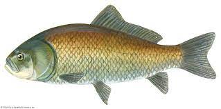 fish.jpeg