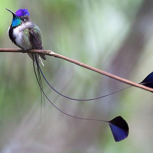 marvelous_spatuletail.png