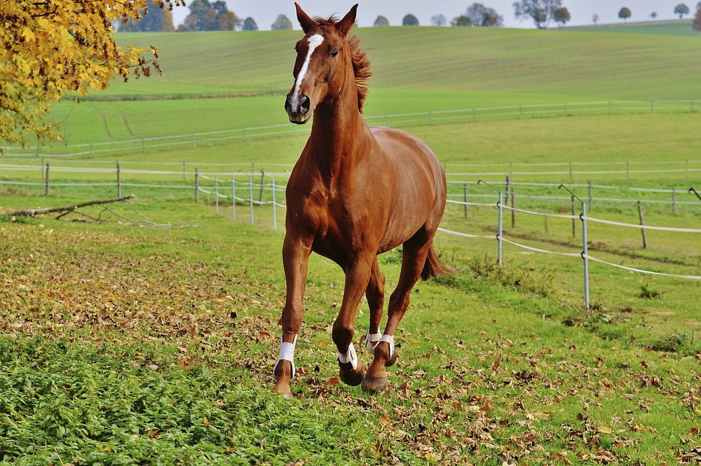 horse.jpg