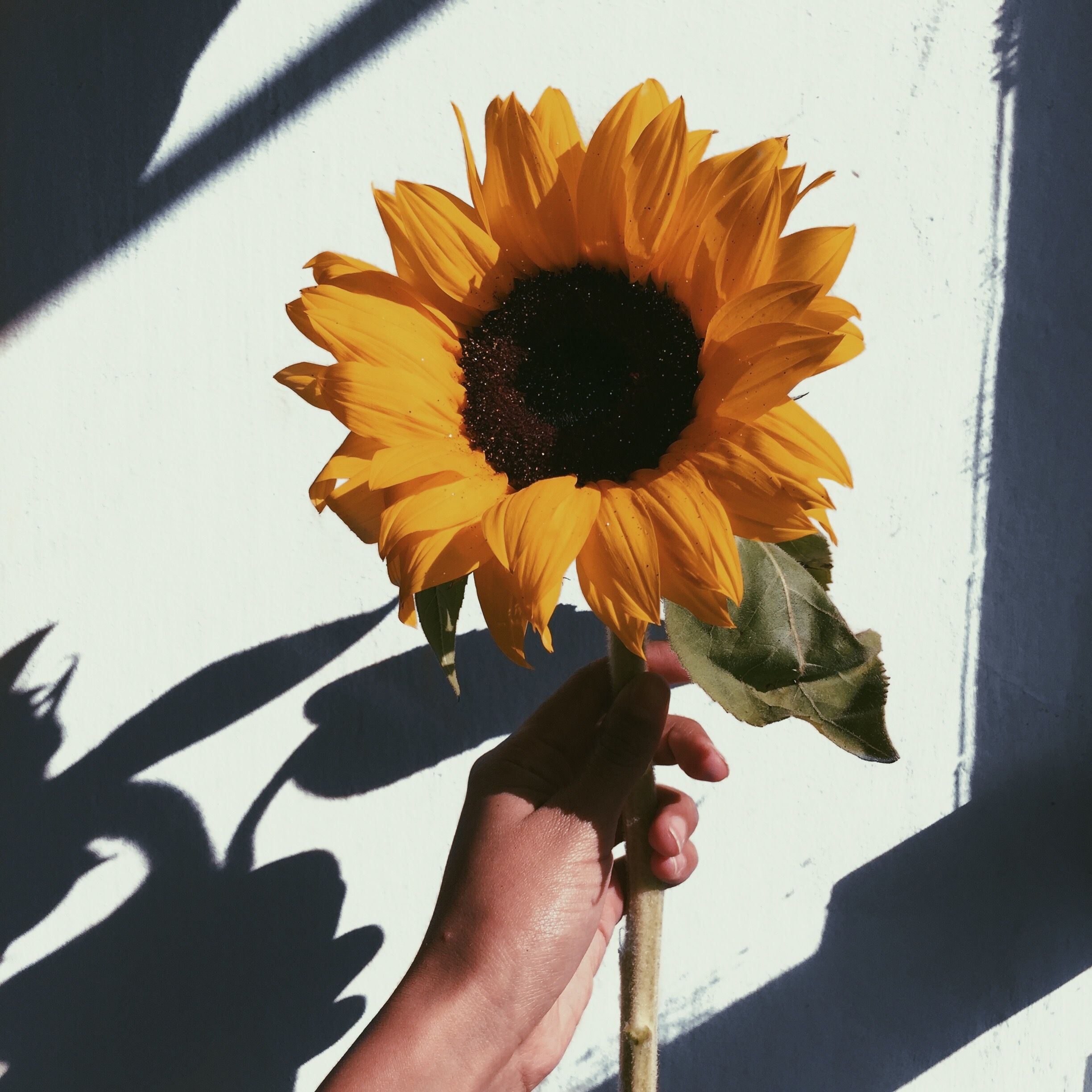 sunflower.jpg